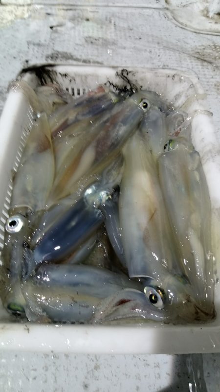 LUSTER『ラスター』 釣果