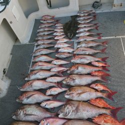 ARCADIAⅡ (アルカディアⅡ) 釣果