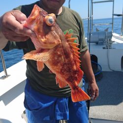 ARCADIAⅡ （アルカディアⅡ） 釣果