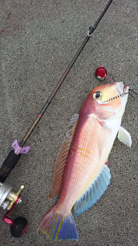 ARCADIAⅡ (アルカディアⅡ) 釣果