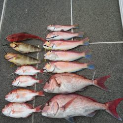 ARCADIAⅡ (アルカディアⅡ) 釣果