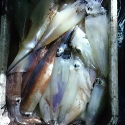 海龍丸(石川) 釣果