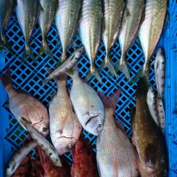 小島丸 釣果