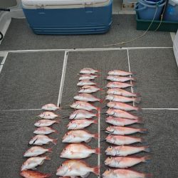 ARCADIAⅡ (アルカディアⅡ) 釣果