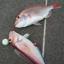 ARCADIAⅡ (アルカディアⅡ) 釣果