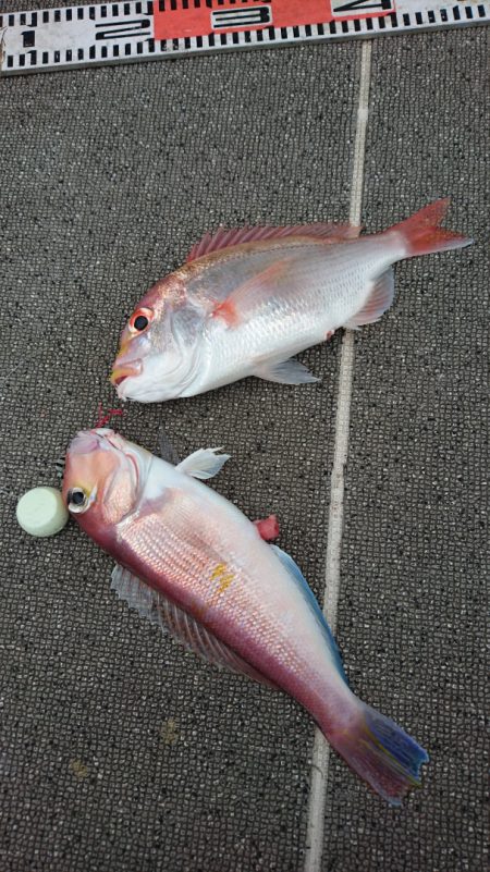 ARCADIAⅡ (アルカディアⅡ) 釣果