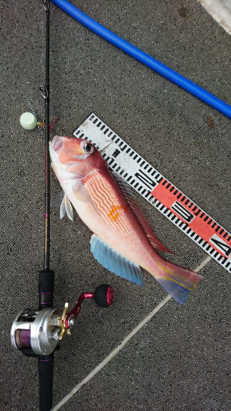 ARCADIAⅡ (アルカディアⅡ) 釣果