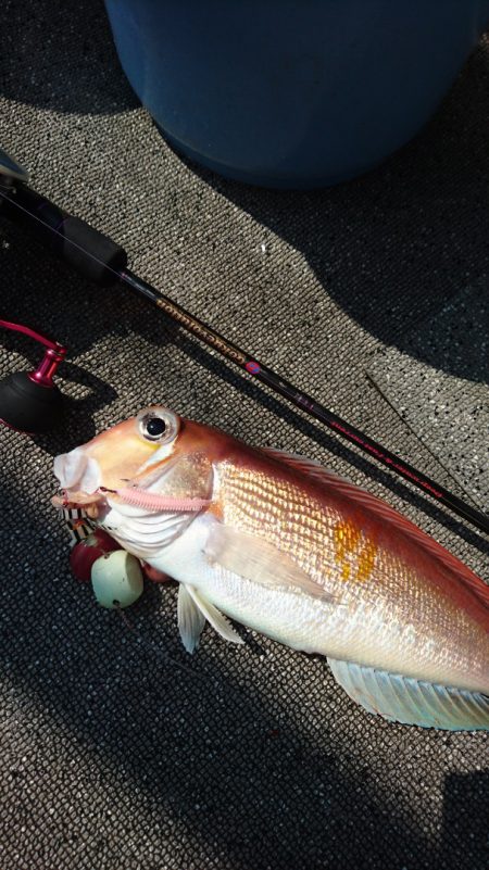 ARCADIAⅡ (アルカディアⅡ) 釣果