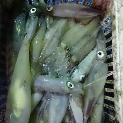 海龍丸（石川） 釣果