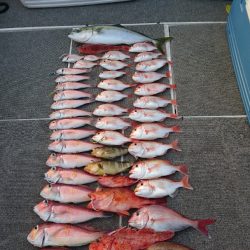 ARCADIAⅡ （アルカディアⅡ） 釣果