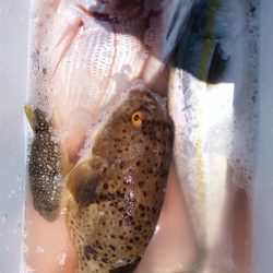 富士丸 釣果