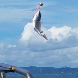みやけ丸 釣果