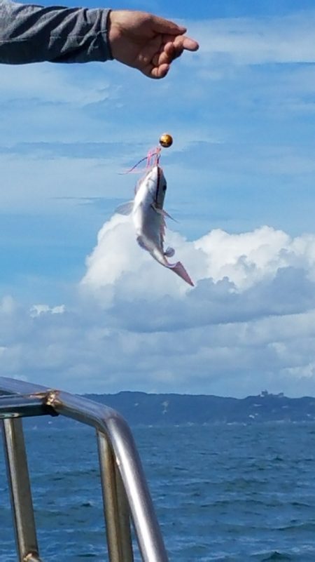 みやけ丸 釣果