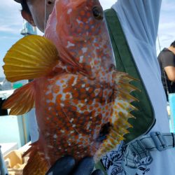 みやけ丸 釣果