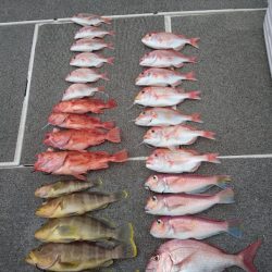 ARCADIAⅡ (アルカディアⅡ) 釣果