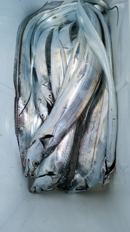 小島丸 釣果