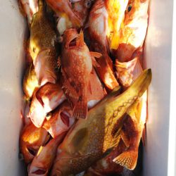 第二龍勢丸 釣果