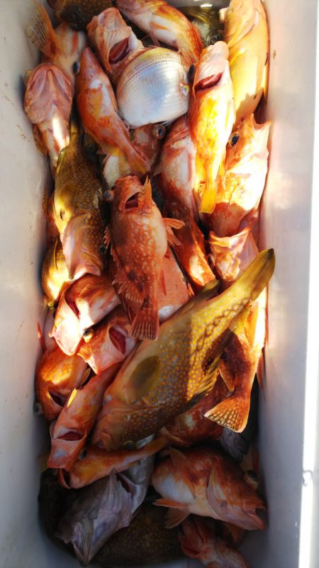 第二龍勢丸 釣果