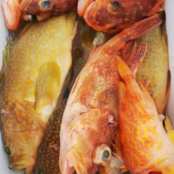 第二龍勢丸 釣果