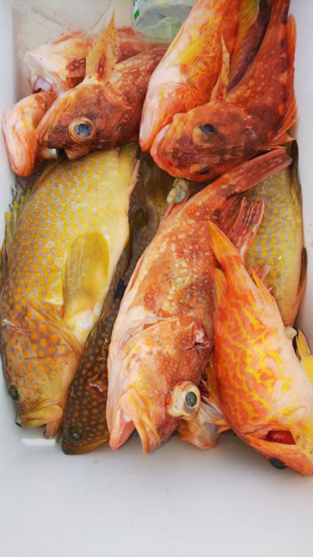 第二龍勢丸 釣果