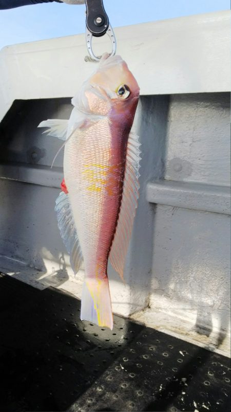 第二龍勢丸 釣果