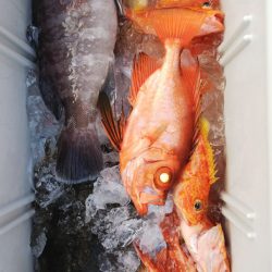 第二龍勢丸 釣果