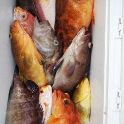 第二龍勢丸 釣果