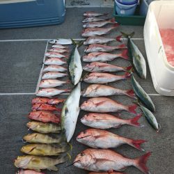 ARCADIAⅡ (アルカディアⅡ) 釣果