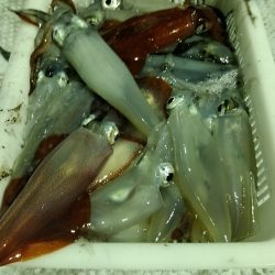 LUSTER『ラスター』 釣果