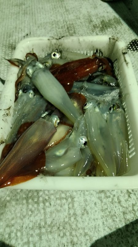 LUSTER『ラスター』 釣果