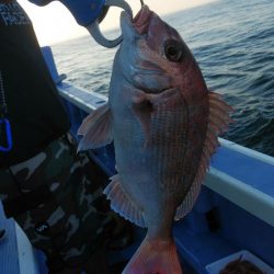 新幸丸 釣果