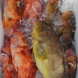 第二龍勢丸 釣果