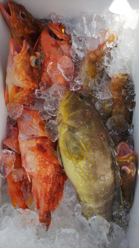 第二龍勢丸 釣果