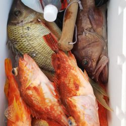 第二龍勢丸 釣果