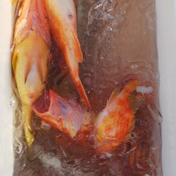 第二龍勢丸 釣果