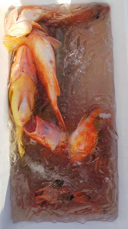 第二龍勢丸 釣果