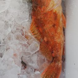 第二龍勢丸 釣果