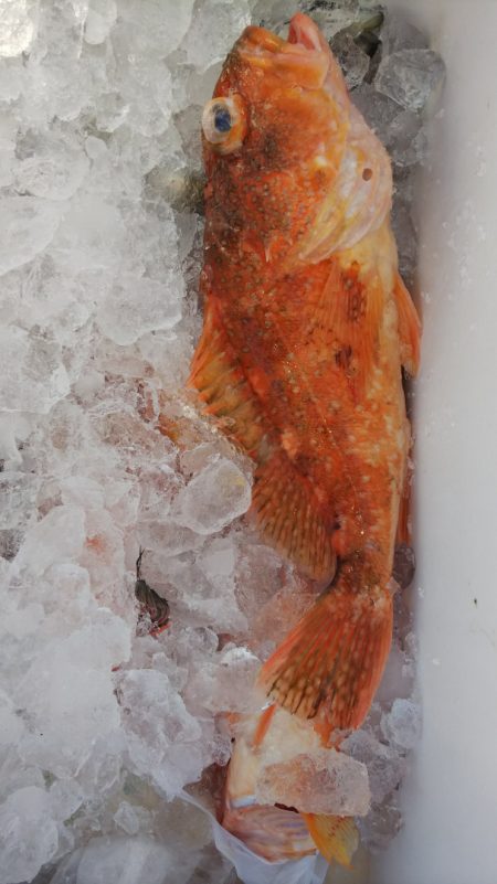 第二龍勢丸 釣果