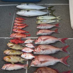 ARCADIAⅡ (アルカディアⅡ) 釣果