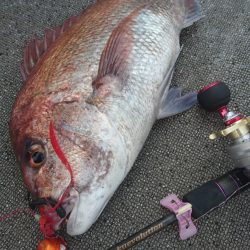 ARCADIAⅡ (アルカディアⅡ) 釣果