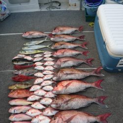 ARCADIAⅡ (アルカディアⅡ) 釣果