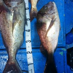 海龍丸(石川) 釣果