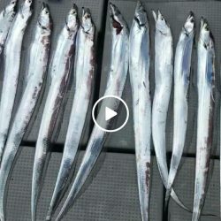 海龍丸(石川) 釣果