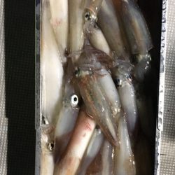 渡船屋たにぐち 釣果