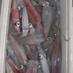 渡船屋たにぐち 釣果