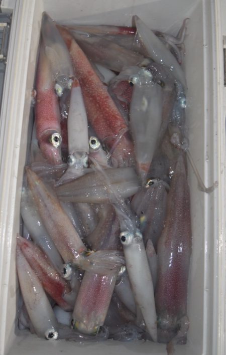 渡船屋たにぐち 釣果