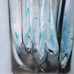 金沢八景鴨下丸 釣果