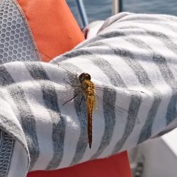 遊漁船　家入 釣果