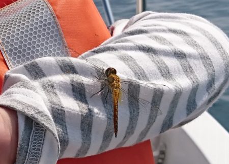 遊漁船　家入 釣果