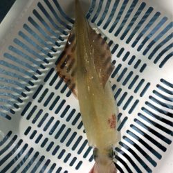 第二八坂丸 釣果